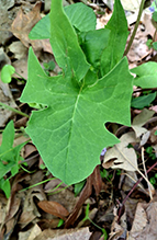 Click to enlarge tall blue lettuce 11