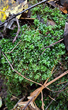 toothed plagiomnium moss 06