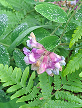 Click to enlarge veiny pea 14