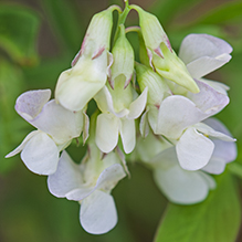 veiny pea - Featured photo