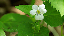 Click to enlarge western Canada violet 08