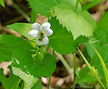 Click to enlarge western Canada violet 09