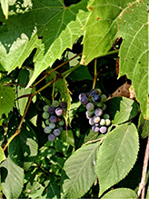 wild grape 14