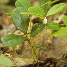 wintergreen - Featured photo