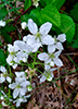 Allegheny blackberry