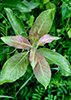 Bebb’s willow
