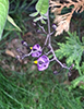 bittersweet nightshade