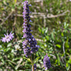blue giant hyssop