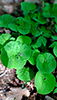 Canadian wild ginger