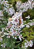 calico aster