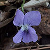 common blue violet