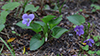 common blue violet