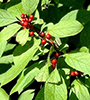 common winterberry