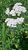 common yarrow