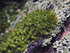 crisped pincushion