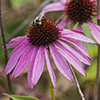 eastern purple coneflower