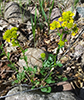 garden yellowrocket garden yellowrocket