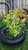 garden yellowrocket