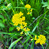 garden yellowrocket