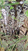 Indianpipe