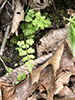 lowland brittle fern