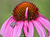 grayish jumping spider on narrow-leaved purple coneflower