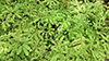 northern maidenhair