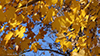 paper birch