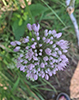 prairie onion