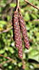 speckled alder