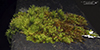 starry bristle moss