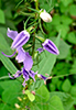 tall bellflower