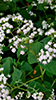 white snakeroot