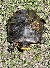 Blanding’s Turtle 17