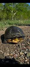 Blanding’s Turtle Blanding’s Turtle 18