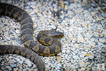 Common Watersnake