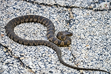 Click to enlarge Common Watersnake 04