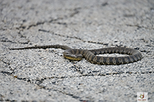 Click to enlarge Common Watersnake 05