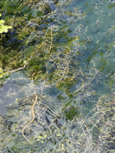 Click to enlarge Common Watersnake 07