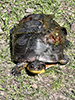 Blanding’s Turtle