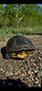 Blanding’s Turtle