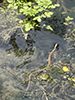 Common Watersnake