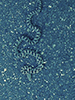 Western Foxsnake