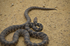 Western Foxsnake