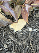 dog vomit slime mold 02