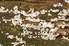 common coral slime